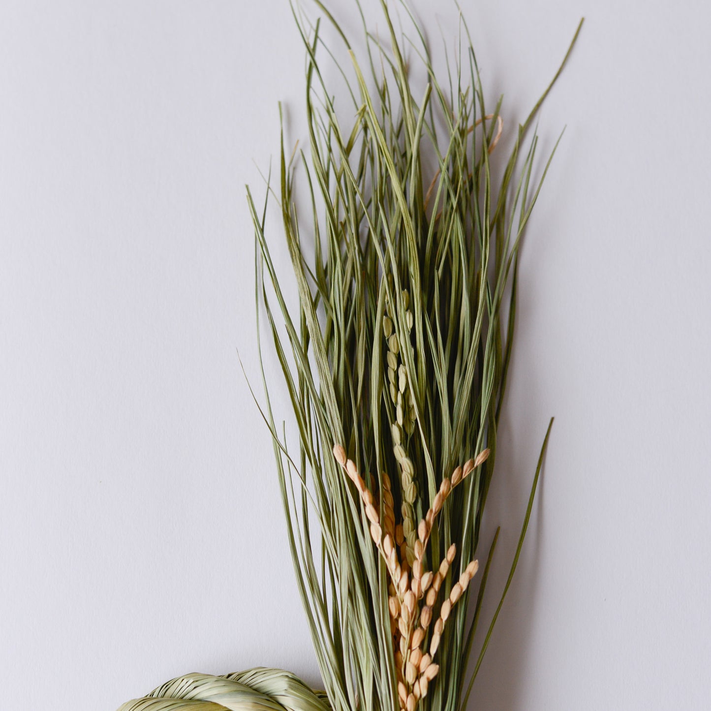 根付き藁稲穂飾り L