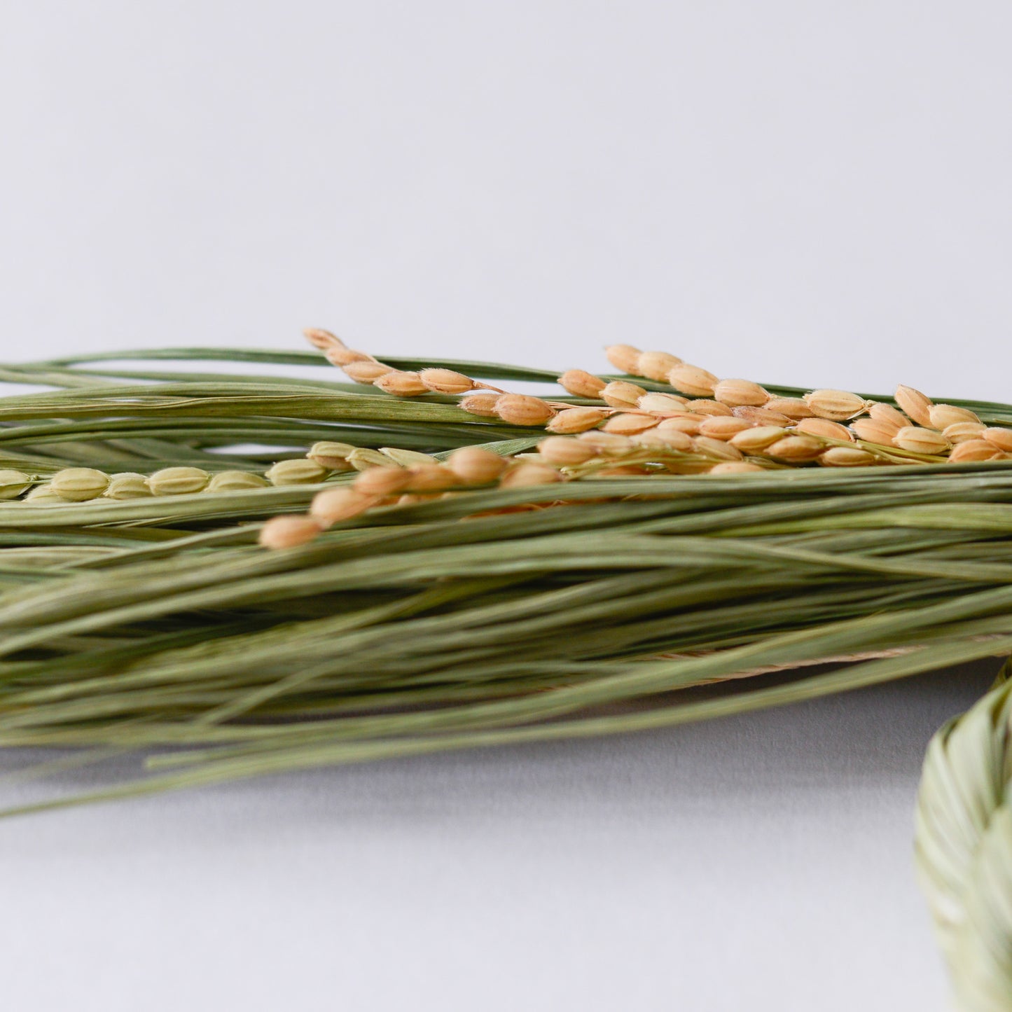 根付き藁稲穂飾り L