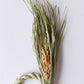 根付き藁稲穂飾り S